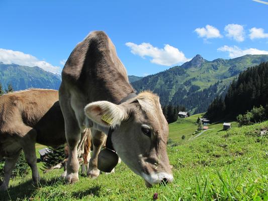Kühe auf der Alm, Beweidung