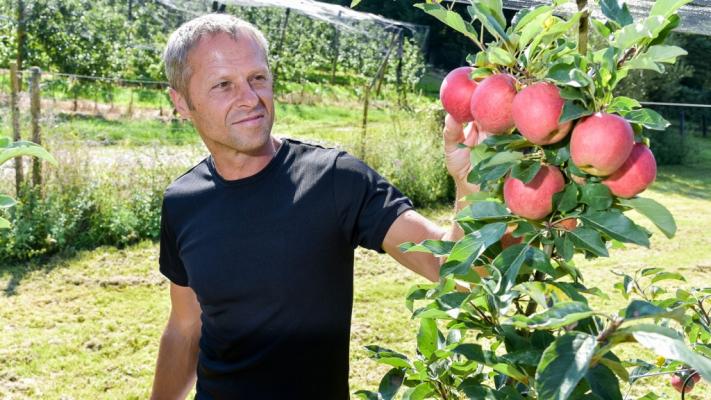 © REWE International AG Äpfel werden geprüft
