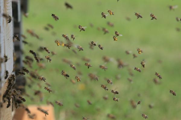 Bienen im Anflug auf den Stock