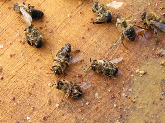 Bienensterben, Varroamilbe