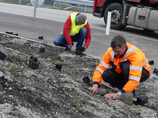 Bauhof-Mitarbeiter beim Pflanzen mehrjähriger Stauden
