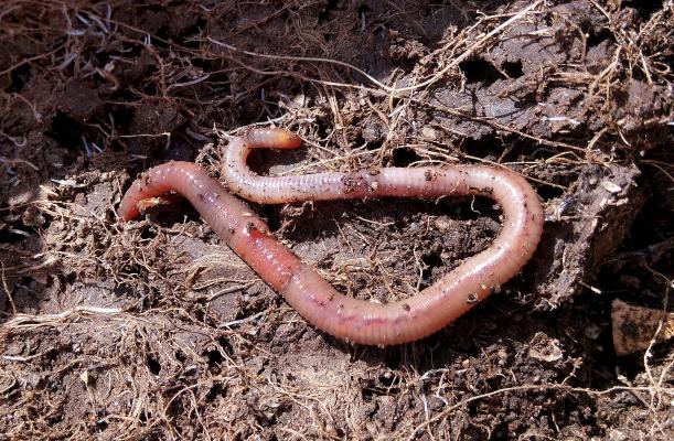 Regenwürmer schaffen durch ihre Lebensweise nachhaltigen Dünger, Wurmkompost