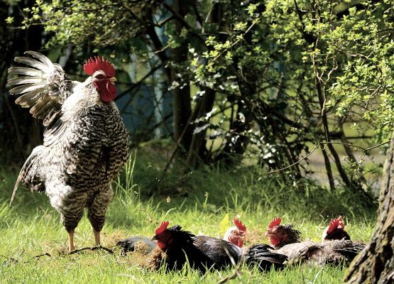 artgerechte Hühnerhaltung in Kleingruppen