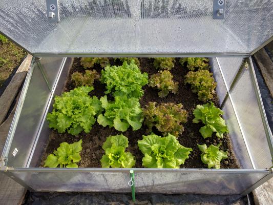 Salat im Mini-Gewächshaus