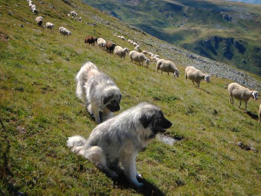 Sarplaniacs als Herdenschutzhunde im Kososvo