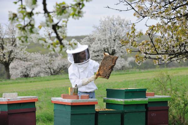 Simon Tötschinger im Kirschgarten mit Bienen © Manfred Horvath Simon Tötschinger im Kirschgarten mit Bienen