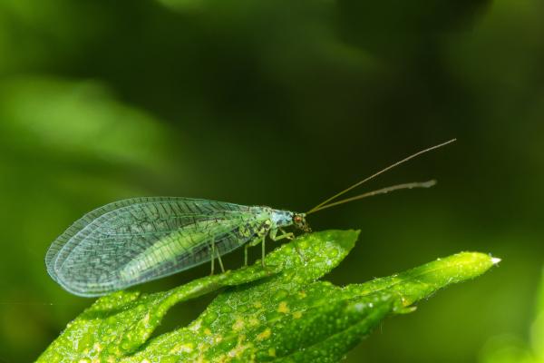 die zarten Florfliegen sind hungrig auf Blattläuse