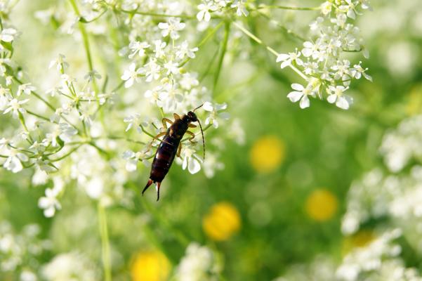 Ohrenschlürfer sind nützliche räuberische Gartenbewohner