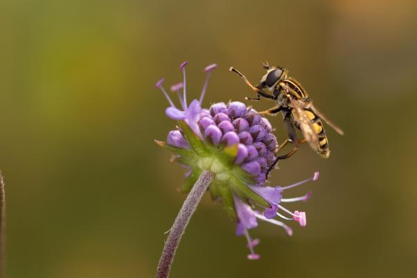 Schwebfliegen sind wichtige Bestäuber, ihre Larven gefräßige Blattlausvertilger