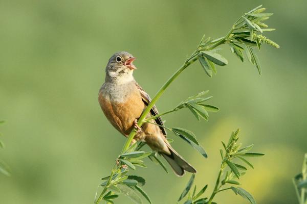 Ortolan Vogel