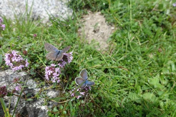 Quendel-Ameisenbläuling (Phengaris arion) & Argus-Bläuling (Plebeius argus). Ameisenbläulinge durchlaufen komplexe Lebenszyklen, wobei sie einen Teil ihrer Entwicklung im Nest von Ameisen verbringen, in denen sie zumeist parasitisch leben (Foto: P. Schattanek).