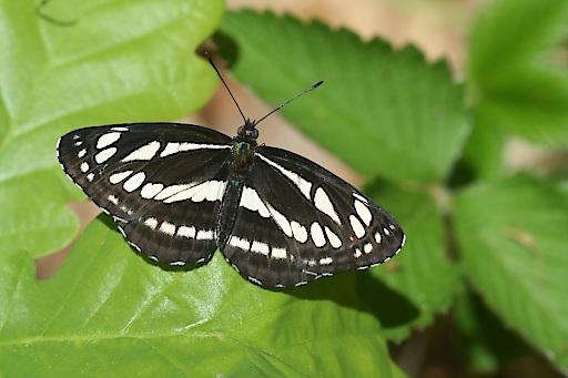 Schwarzbrauner Trauerfalter (c) Helmut Höttinger