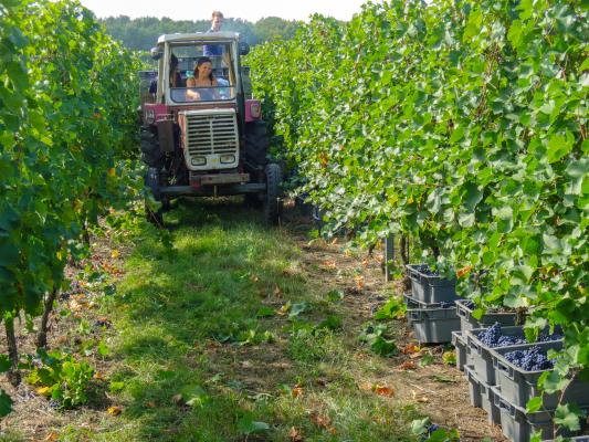 mit dem Traktor im Weingarten