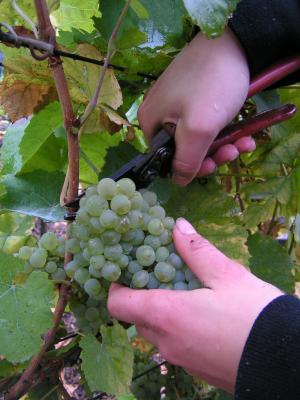 händische Weinlese