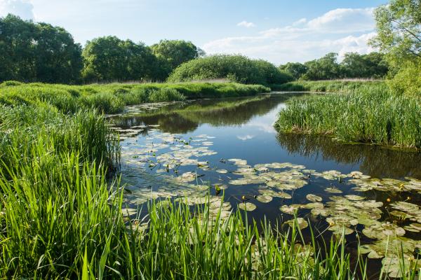 Flusslandschaft, artenreiche Feuchtwiesen und Überschwemmungswiesen in Gmünd
