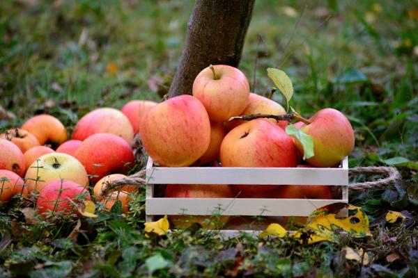 Äpfel in Kiste