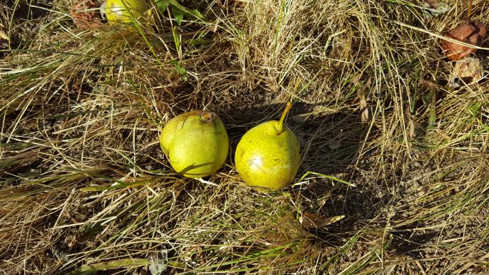 die Hirschbirne wird als Streuobst auf Hochstämmen angebaut