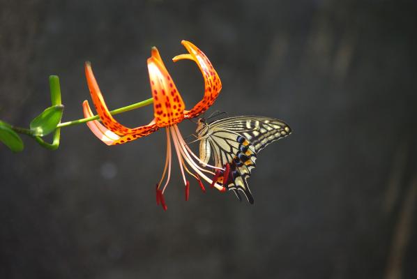 Schwalbenschwanz-Schmetterling