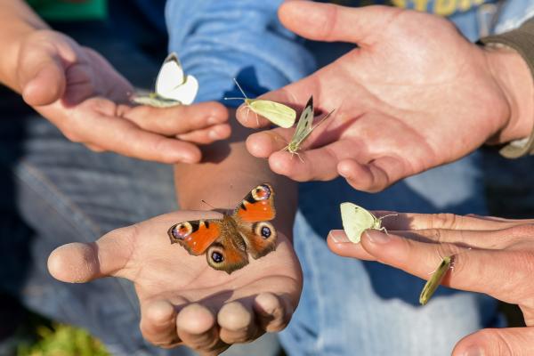 Tagfalter im Wiener Donaupark