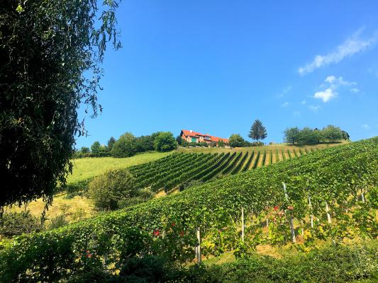 Urlaub am Bauernhof, Zimmer mit Aussicht auf die Weinbaulandschaft