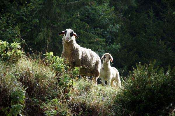 Urlaub am Bauernhof mit Schafbeweidung - Kärtner Brillenschafe