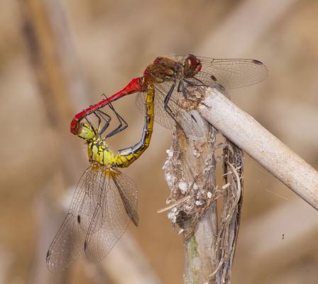 Blutrote Heidelibelle bei der Paarung