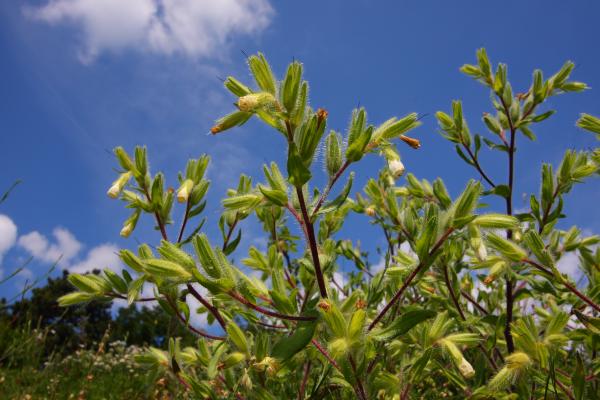 Bei den weißen Blüten der Dalmatinischen Lotwurz sind zwei bis drei Kelchblätter pro Blüte jeweils miteinander verwachsen.
