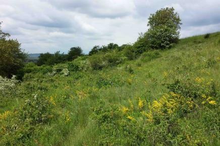 Der Geißberg, Gemeinde Hollabrunn, mit dem stark gefährdeten liegenden Geißklee