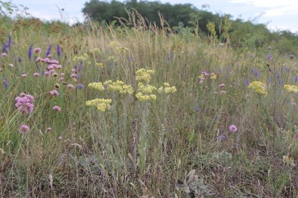 Die stark gefährdete Sand-Strohblume wird durch extensive Schafbewirtschaftung nahe Retz gefördert.