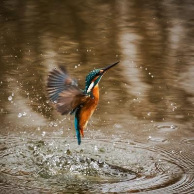 Eisvogel © Pixabay Eisvogel