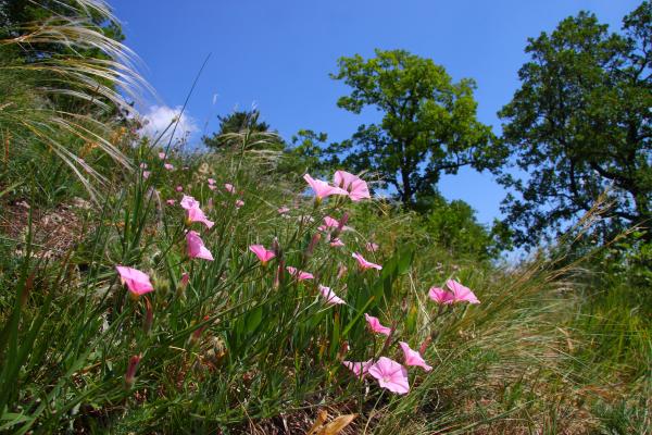 Eine botanische Kostbarkeit der Thermenregion Wienerwald ist die Kantabrische Winde