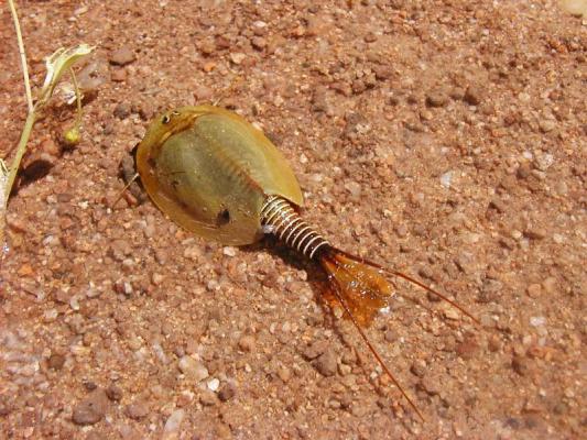 Uhrzeitkrebse wie die Art Lepidurus apus sind auf die temporär überschwemmten Flächen in der Rabensburger Au angwiesen