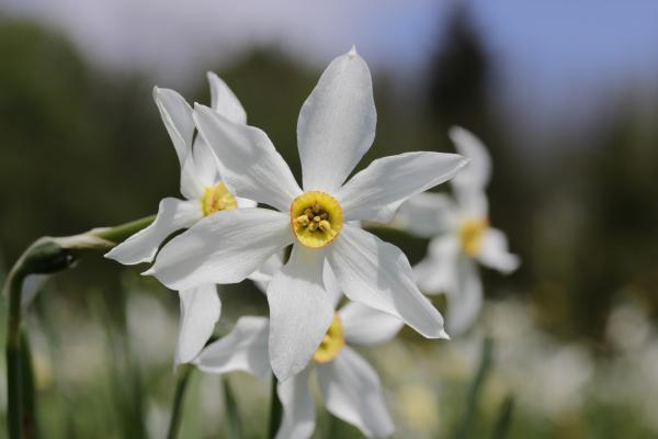 Blüten der Sternnarzisse