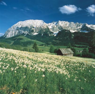 blühende Narzissenwiese im Ausseerland, im Hintergrund der Grimming