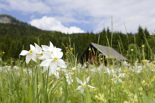 Narzissen und Narzissenfest sind ein jährliches Highlight im Ausseerland