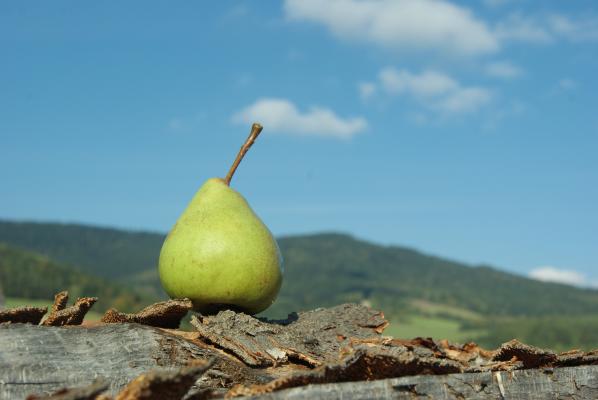 regionale Spezialität: die Pöllauer Hirschbirne