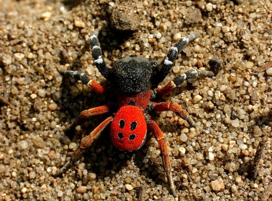 Die bodenbewohnende Rote Röhrenspinne hat einen zinoberroten Hinterleib mit vier schwarzen Punkten