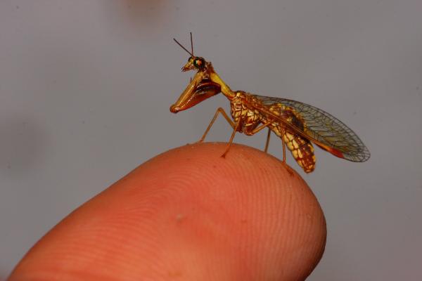 Der Steirische Fanghaft erreicht eine Körperlänge von 15 bis 35 Millimetern. Sein Körperbau entspricht dem anderer Fanghafte, womit auch er entfernt an die nicht näher verwandten Fangschrecken erinnert.  Die Grundfärbung ist braun, auf dem Foto sitzt das Tier auf einer Fingerkuppe.