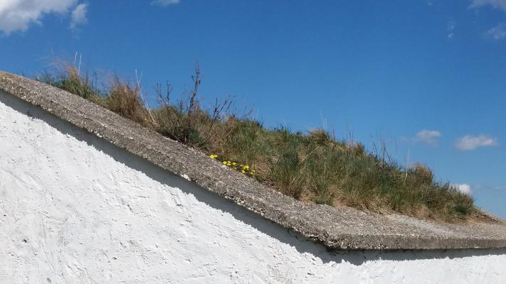 Das Dach der Hütehütte in Stoitzendorf wird von Trockenrasenarten bewachsen 