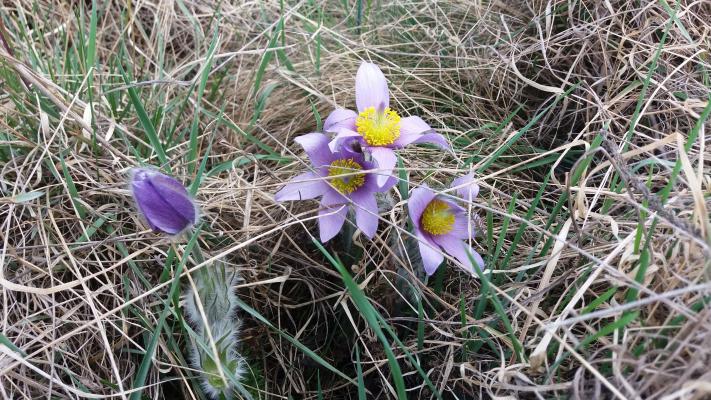 Die Große Kuhschelle (Pulsatilla grandis), eine österreichweit gefährdete Art der Trockenrasen bei Stoitzendorf