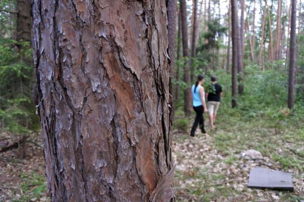 Meditation im Wald