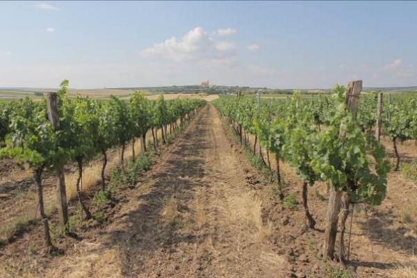 Weinbau Region westliches Weinviertel/Wartberg