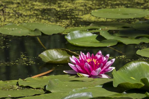 Seerose beim Weidendom