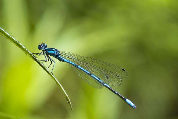 Libelle beim Weidendom