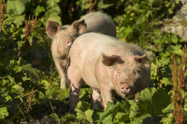 Schweine am Falkertsee, Biosphärenpark Nockberge