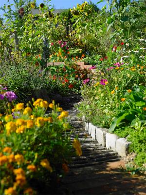 Garten mit verschiedenen bunten Büschen und Blumen.