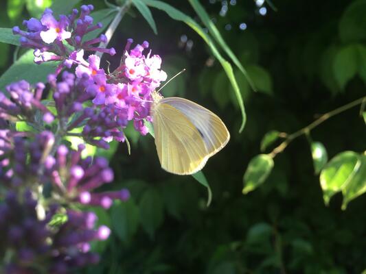 Kleiner Kohl-Weissling auf Blütenstand eines Sommerflieders.