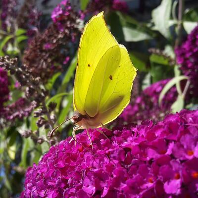Zitronenfalter auf magenta-farbenem Blütestand eines Schmetterlingsstrauchs.