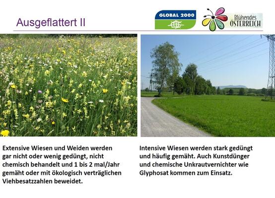 Vergleichbilder zwischen Artenreicher- und Artenarmerwiese.