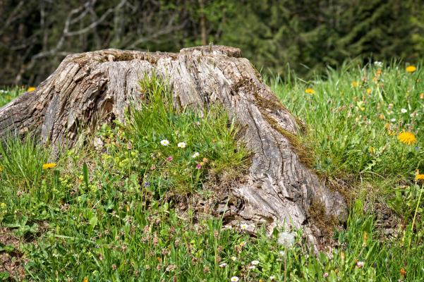 verwitterter, grauer Baumstumpf in kurzer Wiese mit Gänseblümchen- und Löwenzahn-Blüten